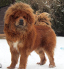 Photo №4. I will sell tibetan mastiff in the city of Ciechanów. breeder - price - 1560$