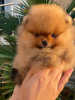 Photo №2 to announcement № 61332 for the sale of pomeranian - buy in Croatia breeder