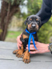 Photo №4. I will sell dobermann in the city of Warsaw. breeder - price - 1585$