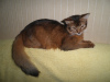 Photo №4. I will sell somali cat in the city of Kiev. breeder - price - negotiated