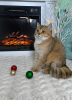 Photo №1. british shorthair - for sale in the city of Сан - Анджело | negotiated | Announcement № 84092