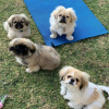 Photo №1. pekingese - for sale in the city of Polanica-Zdrój | negotiated | Announcement № 100251