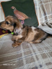 Photo №2 to announcement № 103870 for the sale of dachshund - buy in United States private announcement