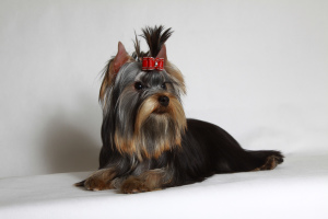Photo №2 to announcement № 1644 for the sale of yorkshire terrier - buy in Russian Federation breeder