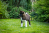 Photo №4. I will sell american akita in the city of Dnipro. breeder - price - 1414$