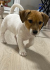 Photo №2 to announcement № 13858 for the sale of jack russell terrier - buy in Russian Federation breeder