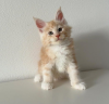 Photo №1. maine coon - for sale in the city of Delémont | 423$ | Announcement № 116351