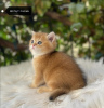 Photo №1. british longhair - for sale in the city of Bursa | 2500$ | Announcement № 25848