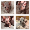 Photo №1. sphynx cat - for sale in the city of Sacramento | Is free | Announcement № 114176