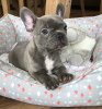 Photo №1. french bulldog - for sale in the city of Tallinn | negotiated | Announcement № 125260