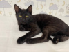 Additional photos: A wonderful black cat, kitten Charlie, is looking for a home and a loving