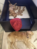 Photo №1. golden retriever - for sale in the city of New Orleans | 400$ | Announcement № 103390