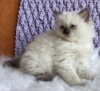 Photo №2 to announcement № 104312 for the sale of ragdoll - buy in United States private announcement