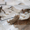 Photo №4. I will sell bengal cat in the city of Aachen. breeder - price - 317$
