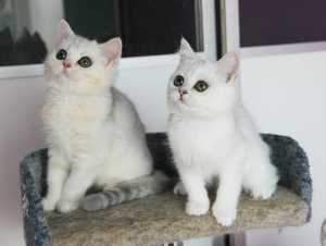 Photo №2 to announcement № 1669 for the sale of british shorthair - buy in Russian Federation from nursery