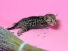 Photo №3. Kittens of the Savannah F5 SBT breed. Russian Federation