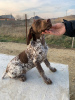 Photo №1. german shorthaired pointer - for sale in the city of Armavir | negotiated | Announcement № 31806