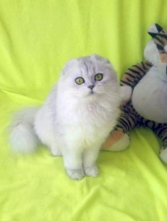 Photo №2 to announcement № 3070 for the sale of scottish fold - buy in Russian Federation from nursery