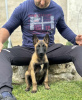 Photo №1. belgian shepherd - for sale in the city of Bavanište | negotiated | Announcement № 105555