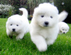 Photo №1. samoyed dog - for sale in the city of Chico | Is free | Announcement № 124116