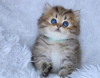 Photo №1. persian cat - for sale in the city of Golden Glades | 300$ | Announcement № 114867