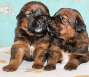 Additional photos: Tibetan mastiff puppies for sale