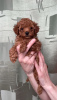 Additional photos: Toy poodle mini Red-Brown puppies for sale