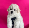 Photo №2 to announcement № 17976 for the sale of bichon frise - buy in Israel from nursery, breeder