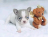 Photo №2 to announcement № 126678 for the sale of chihuahua - buy in Portugal 