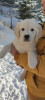 Photo №1. golden retriever - for sale in the city of Brenna | 2113$ | Announcement № 86345