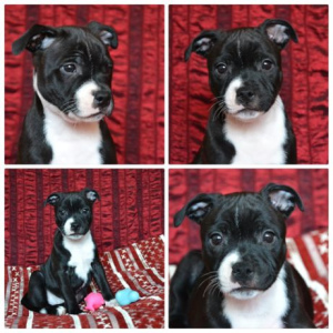 Photo №4. I will sell staffordshire bull terrier in the city of Odessa. breeder - price - 509$