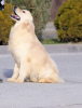 Photo №2 to announcement № 96530 for the sale of golden retriever - buy in Germany private announcement