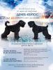 Photo №1. black russian terrier - for sale in the city of Irkutsk | negotiated | Announcement № 9203