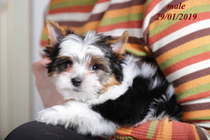 Additional photos: Chic puppies of Biver Yorkshire Terrier are offered for sale.