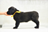 Photo №4. I will sell buryat-mongolian wolfhound in the city of Наро-Фоминск. private announcement, from nursery - price - 828$