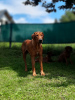 Photo №3. Litter announcement Rhodesian Ridgeback puppy - litter 2024/25. Poland