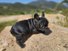 Photo №1. french bulldog - for sale in the city of Калифорния Сити | 750$ | Announcement № 105745