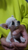 Photo №2 to announcement № 76593 for the sale of chihuahua - buy in Serbia 