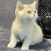 Photo №3. British shorthair kittens. Germany