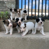 Photo №1. border collie - for sale in the city of Everton | 581$ | Announcement № 13499