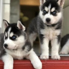 Photo №1. siberian husky - for sale in the city of Prague | negotiated | Announcement № 41572