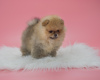 Photo №1. pomeranian - for sale in the city of Berlin | 845$ | Announcement № 78168