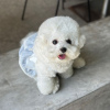 Photo №1. bichon frise - for sale in the city of Warsaw | 370$ | Announcement № 119256