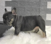 Additional photos: French Bulldog