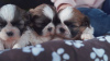 Photo №1. shih tzu - for sale in the city of Berlin | 330$ | Announcement № 95859