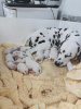 Photo №1. dalmatian dog - for sale in the city of Scarborough | 500$ | Announcement № 111705