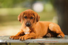 Additional photos: Rhodesian Ridgeback puppies