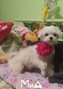 Photo №4. I will sell maltese dog in the city of Munich. private announcement, breeder - price - 317$
