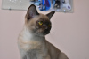 Photo №3. Burmese cat. Russian Federation