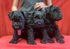 Photo №3. Kerry blue terrier puppies. Belarus